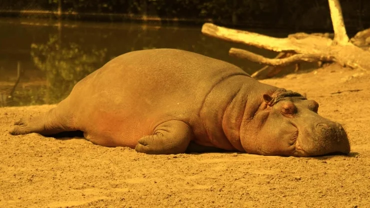 Leidenschaftslos - Blog: (Symbolfoto) Zu sehen ist ein Nilpferd, dass träge auf Sand liegt.