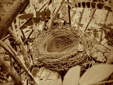 Events Empty Nest Syndrome (Symbolfoto): Ein leeres Nest liegt auf einem Ast.